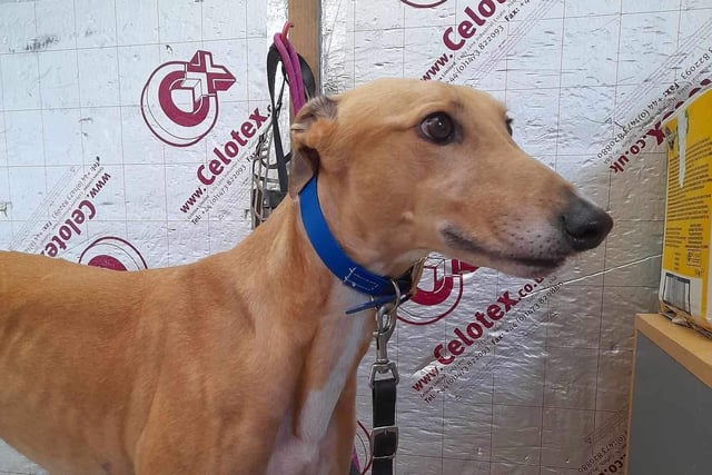 Barney has been in kennels for some time now. The trust said he can be nervous at first but is such a lovely boy once he gets to know you. He would ideally suit a quieter home, possibly maybe with another hound to help build his confidence.