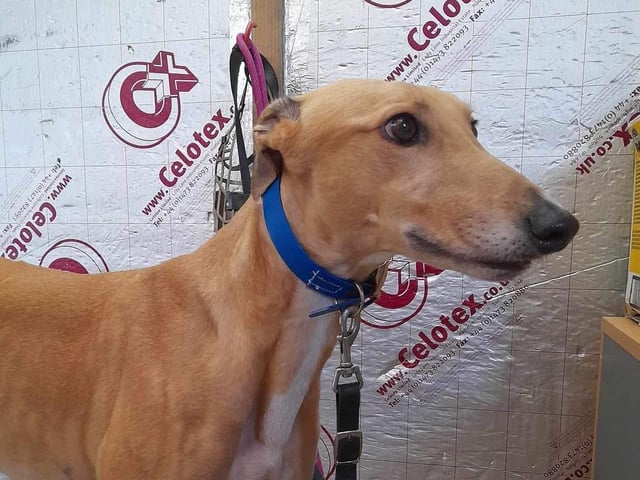 Barney has been in kennels for some time now. The trust said he can be nervous at first but is such a lovely boy once he gets to know you. He would ideally suit a quieter home, possibly maybe with another hound to help build his confidence.