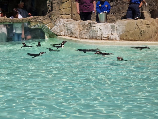 Drusillas offers animals, rides, play areas and more for families from Sussex and beyond