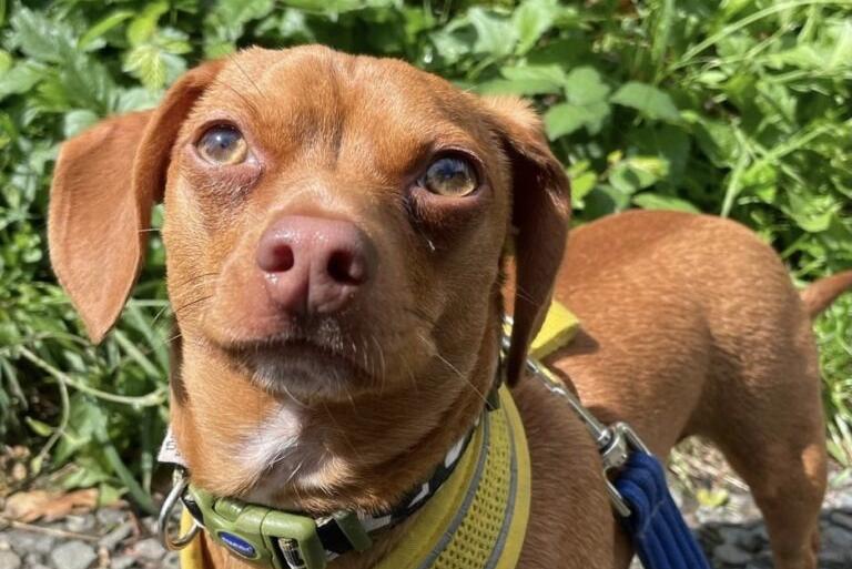Pinto is an anxious boy who takes time to bond with new people. Once you earn his trust he is super affectionate, friendly and a very happy boy! He loves his food and treats, sleeping under his blankets, cuddles on laps, laying in the sunshine and having zoomies in the garden. He likes to walk in quiet places but anywhere too busy can be a bit overwhelming for him. Pinto has lived with another small dog in his previous home but can be vocal and worried by canines when out walking. He may prefer to be the only dog in his new home. Anyone wishing to adopt Pinto will need to commit to several meetings at the shelter to get to know him. He needs an adult only home, a quiet home environment and will also need his own private garden.