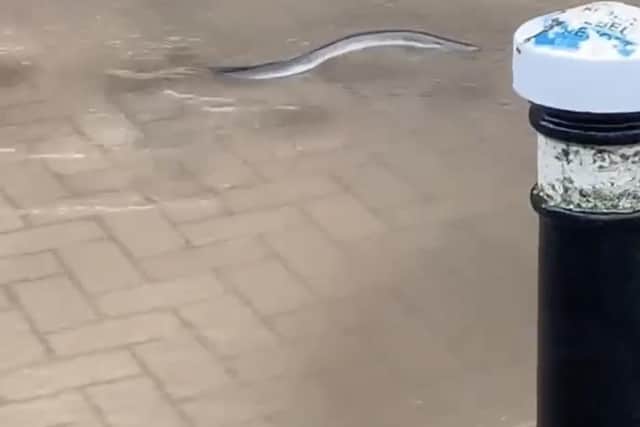 An eel has been spotted swimming through the town centre today (January 16) as major flooding hits Hastings. Video by Erika Rosina Lily Williams.