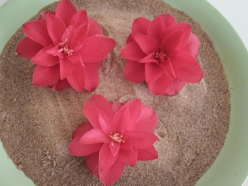 Camellia heads in sand