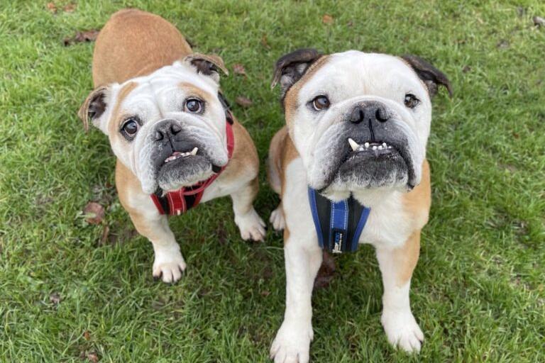 Frank and Rosie are both very friendly, affectionate dogs who enjoy fuss and attention, the RSPCA has said. They walk well on the lead but have not done a lot of walking recently, so will need to build up their exercise levels slowly. Frank and Rosie have lived with another male dog and cats in their previous home. They are looking for a new home where they can stay together and could live with older children. They are new arrivals who are still being assessed.