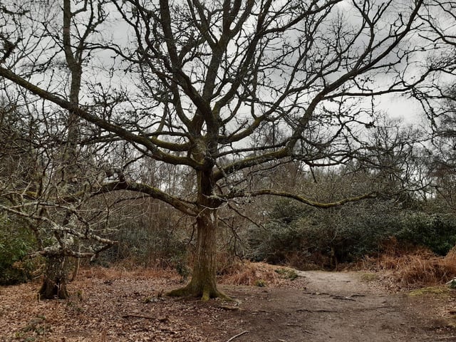 You should pass this lovely big tree