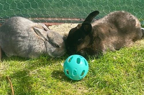Monty and Romany are a bonded pair who are looking for a forever home to snuggle up together in. These two are outdoor rabbits and love laying out in the grass whenever possible. Monty is an incredibly laid back rabbit, without a care in the world and Romany makes for an inquisitive and cheeky sidekick. Romany is known for giving out kisses and also giving tiny grunts if she is ever unhappy with the amount of cuddle time she's given. This pair are looking for a loving home without young children.