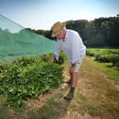 The Banks Tea Estate in Mountfield, East Sussex. Mark Wyatt is pictured.
