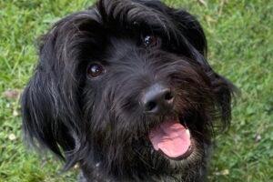 Walter arrived at the RSPCA with several dogs who had to be rehomed after their owner went into hospital. Walter is a friendly boy who likes to sit on your lap for cuddles once he knows you. He enjoys fuss and attention and walks well on the lead. Walter will need some training and help to build his confidence as he has not experienced much in his previous home. Walter is sociable with other dogs and could live with another resident dog after suitable introductions. He is looking for an adult home and will need his own garden.