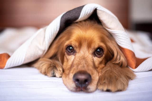 RSPCA Brighton has invited Sussex animal-lovers to stay in its brand-new kennels overnight to help raise money for the charity. Image by Adriana Morales from Pixabay.