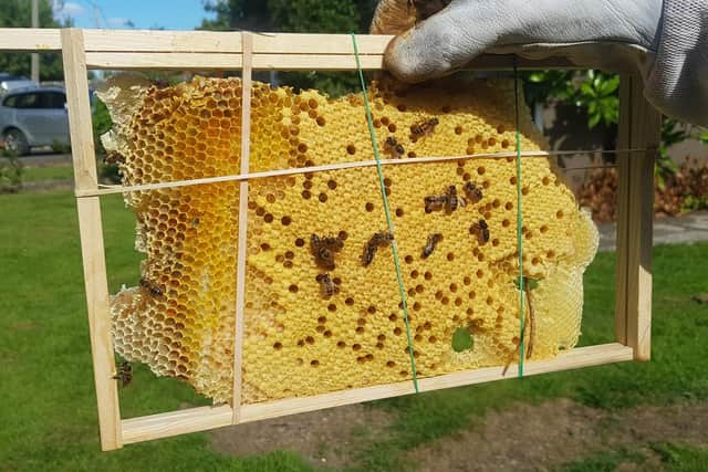 Wild comb cut to fit hive frames