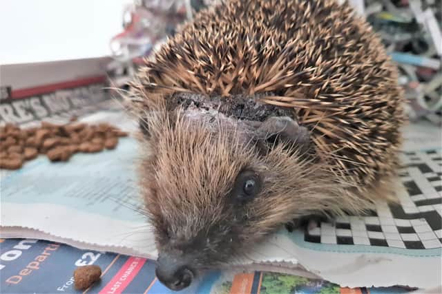 A hedgehog helped by the wildlife hospital.