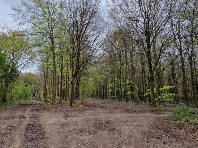 You will come to this point where there are two paths ahead and another to the right. You are welcome to choose the middle path if you want to stay with the bluebells*. I suggest come with me along the path on the left.