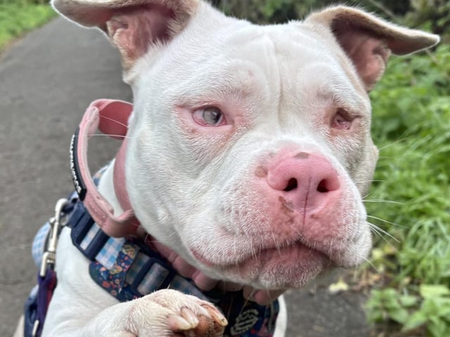 Piglet is a friendly, lovable girl who charms everyone she meets. She is very enthusiastic and loves saying 'hi' to people and giving hugs and kisses. She knows how to sit and give paw and was housetrained in her previous home. She is a typical bully breed and can be cheeky and very mouthy when playing, she would be best with a family that understands her breed and their quirks. Piglet was born blind and will need lots of help to learn about her new home, including how to navigate it safely, as well as where to sleep, eat and toilet. Her new family will have to be patient and understanding, and give the assistance and time she needs to settle.