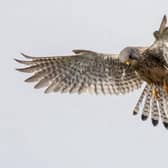 Kestrel in flight by Jeff Penfold