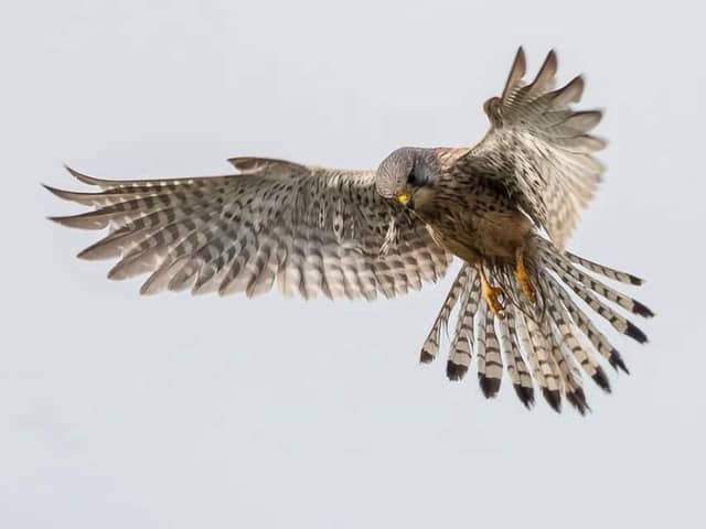 Kestrel in flight by Jeff Penfold