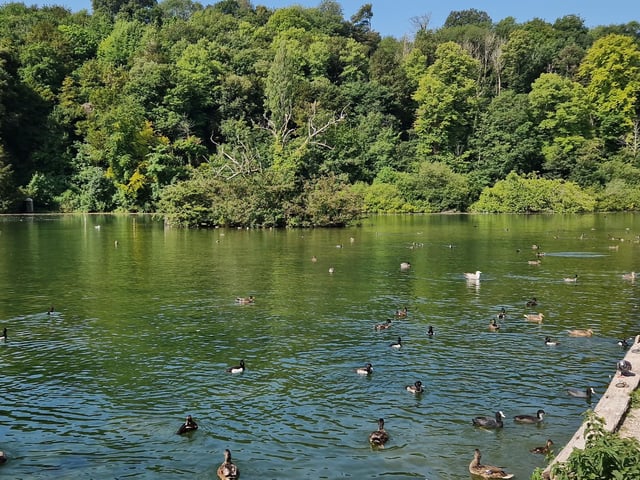 Swanbourne Lake is a really relaxing place to watch the birds on the water