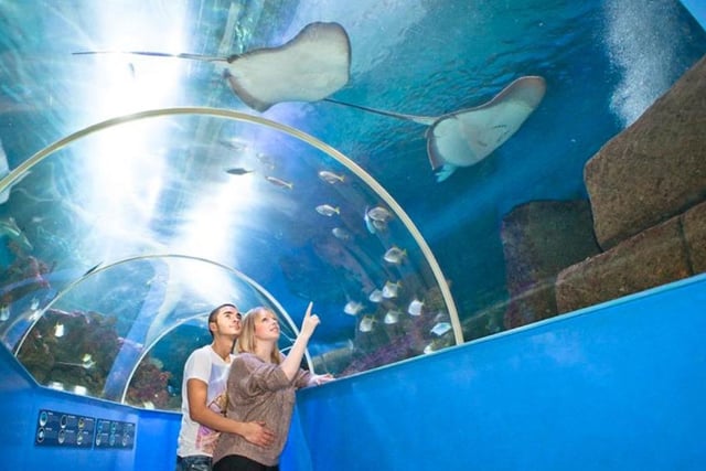 Explore a fascinating underwater world at the Blue Reef Aquarium at Rock-a-Nore