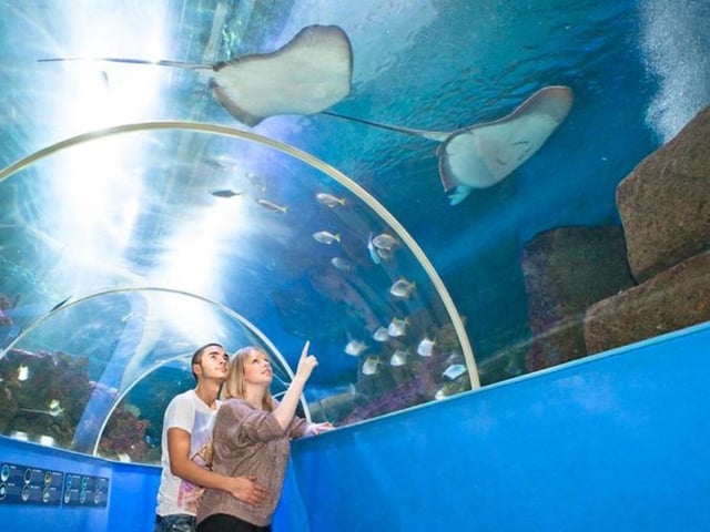 Explore a fascinating underwater world at the Blue Reef Aquarium at Rock-a-Nore