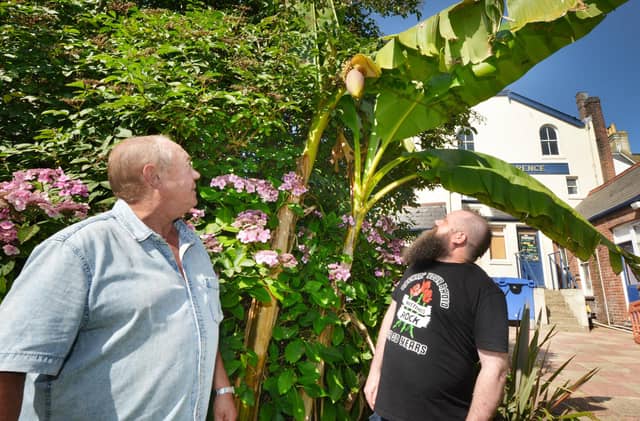 Flowering banana tree at The Clarence pub in Silverhill, St Leonards. L-R: Steve Sivell, pub regular and keen gardener; Steve Widget, pub landlord.