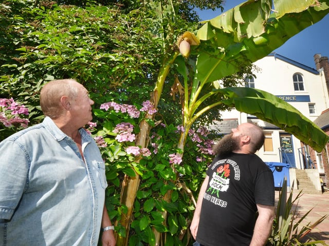 Flowering banana tree at The Clarence pub in Silverhill, St Leonards. L-R: Steve Sivell, pub regular and keen gardener; Steve Widget, pub landlord.