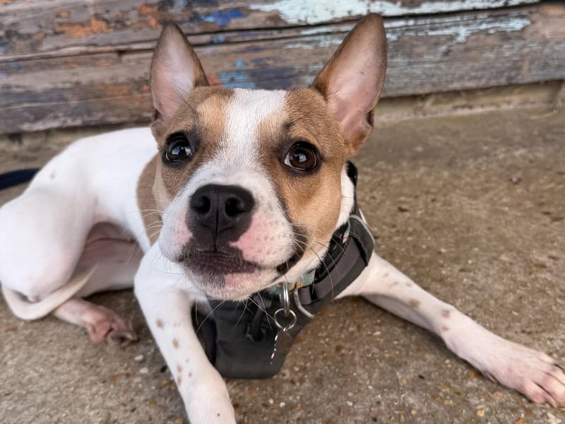 Hula was an unclaimed stray, according to the RSPCA. She is a very sweet girl who is quite shy to begin with. She will sit for a treat and loves her food. Hula will need an active home and someone with time to put into her training. Hula is very affectionate once she trusts you and enjoys cuddles and belly rubs. She may be able to live with another dog after successful introductions at the shelter. The charity said she would be too nervous to live with young children.
