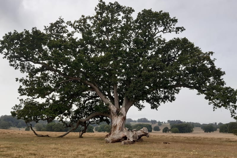 You will pass this gorgeous old oak tree that is around 360 years old