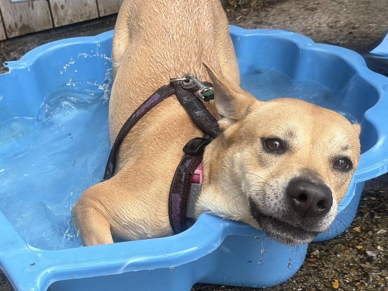 Lark was sadly an unclaimed stray. She is a little shy at first but friendly once she knows you. Lark has a lot of energy and can be strong on the lead when she wants to go somewhere. She is playful with toys and also loves water. She is looking for a very active home with someone prepared to provide her with plenty of mental stimulation and exercise. Lark can be quite worried in new situations and needs an owner who can help build her confidence in the big wide world. She is super cuddly and affectionate and settles really well after a good walk. The RSPCA said she would prefer a home without children under the age of 12.