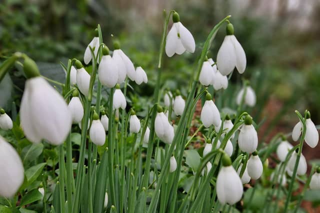 The garden is open as part of the National Garden Scheme