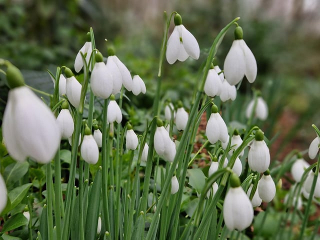 The garden is open as part of the National Garden Scheme