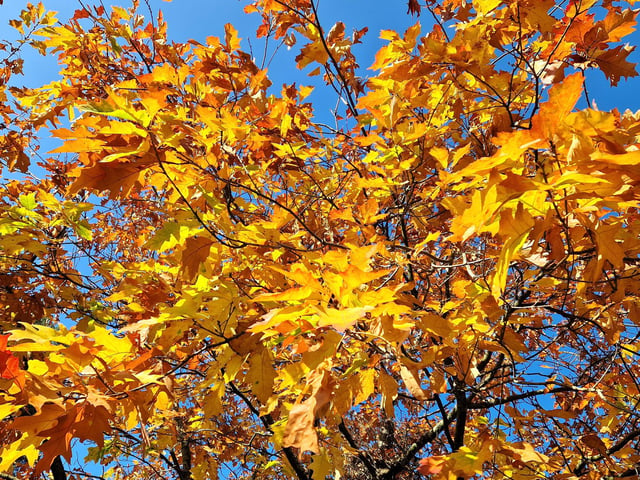Borde Hill Halloween event and autumn colour. HR26111901 Pic Hollie Robards/Iconic Media Group