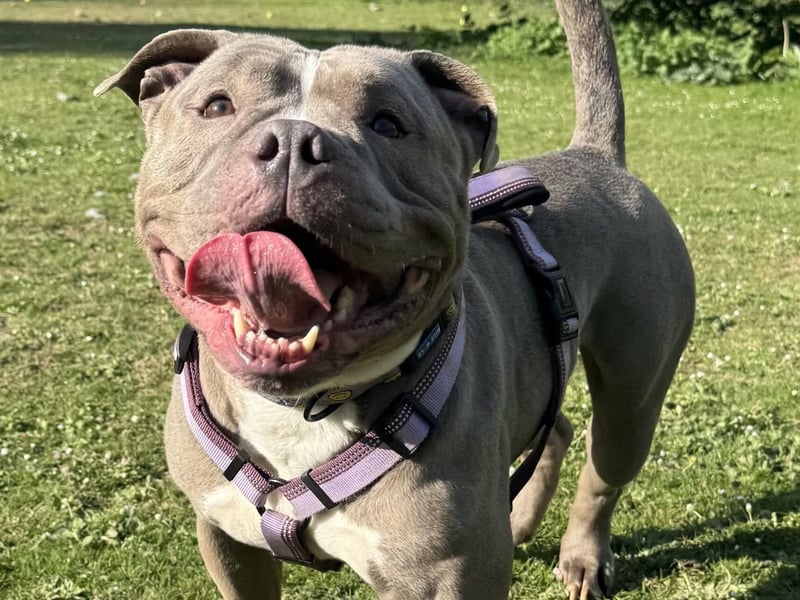 Lula is a very sensitive girl who was withdrawn when she first arrived at the centre. She is blossoming into a lovely girl but, due to past experiences, she can be quite worried in new situations. Lula walks well on the lead, likes to play with toys and enjoys her walks but can be strong when she wants to go somewhere! She would benefit from further socialisation and training. Lula will need to be the only dog in her new home. She is looking for an experienced, adult-only home in a quiet environment. She will need her own garden.