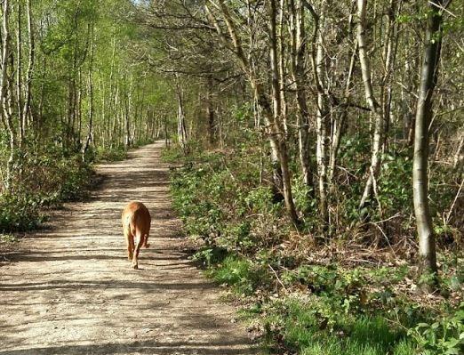 A beautiful wooded area with plenty of walking trails for dogs and their owners to enjoy