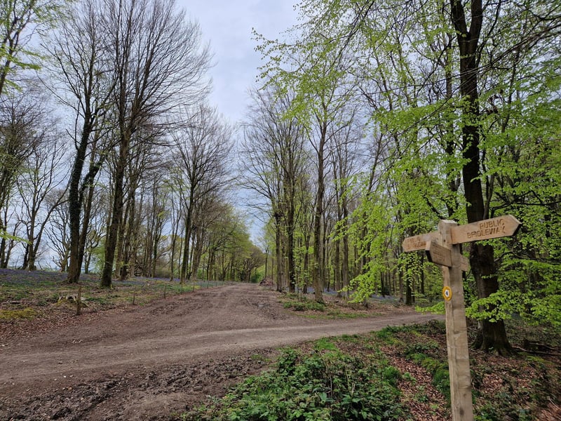 Bluebell walk on the Angmering Park Estate