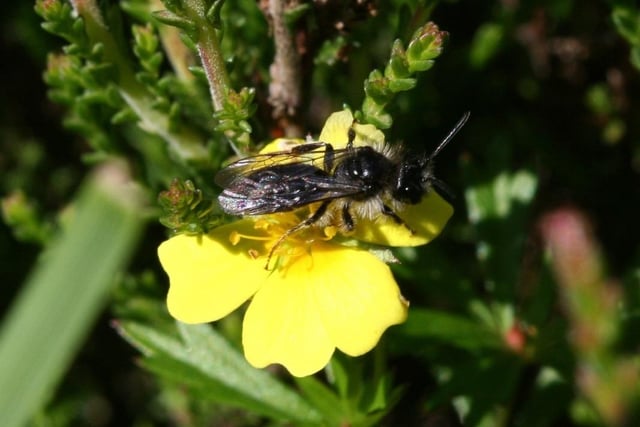 The  Tormentil mining bee