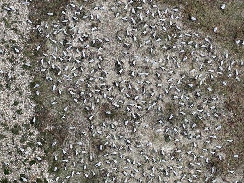 Sandwich tern colony from above: Photo: Mark Appleton / RSPB / the Press Association