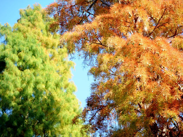 Vivid autumn colour at Sheffield Park and Garden. HR26102605 Pic Hollie Robards/Iconic Media Group