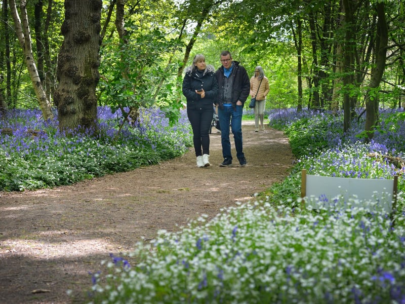 Arlington Bluebell Walk 2022 at Bates Green Farm, Tye Hill Road.