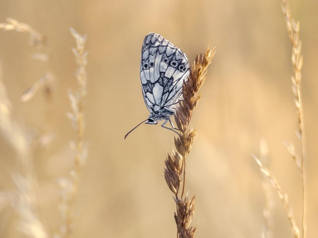 Marbled white butterfly in field at Malling Down near Lewes by Lloyd Lane