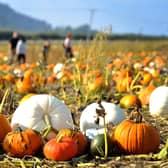 Sompting Pumpkins at Lychpole Farm will open October 21 to 29, 10am to 4pm