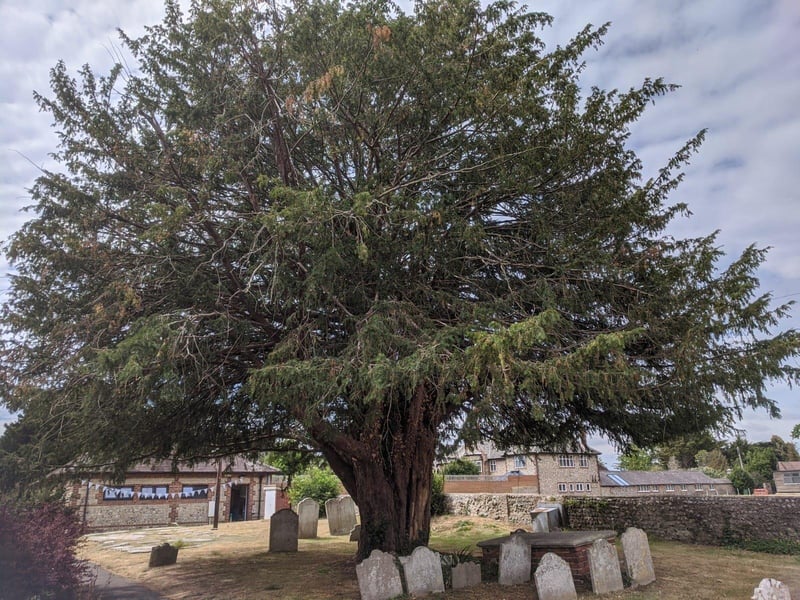 A yew tree in the grounds of St Margaret's Church in Angmering