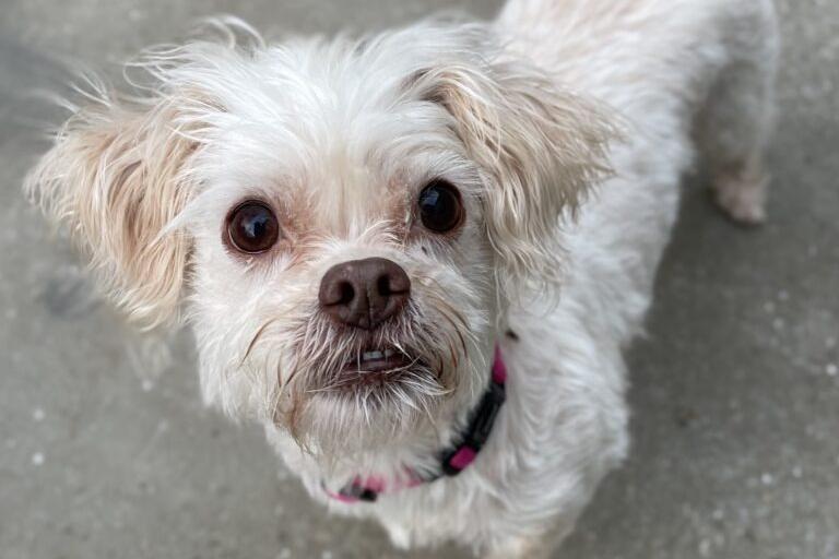 Phoebe is a very friendly, affectionate little dog who enjoys her walks and like to sit on your lap for a fuss. She can be vocal around other dogs when out and about, and would prefer to be the only pet in the home. She will need her own garden and could live with older children.