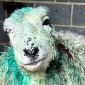 A fundraiser has been set up for a ‘sweet and gentle’ sheep whose life has been saved after enduring a devastating dog attack. Photo: Lotus Lamb & Sheep Sanctuary