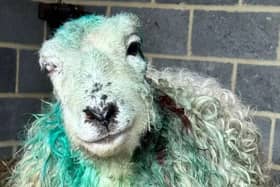A fundraiser has been set up for a ‘sweet and gentle’ sheep whose life has been saved after enduring a devastating dog attack. Photo: Lotus Lamb & Sheep Sanctuary