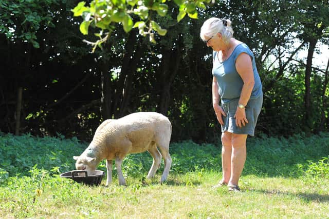 Celia Emmott's sheep were attacked by dogs while out in a field by her home in Henfield. One died and two others were badly injured.