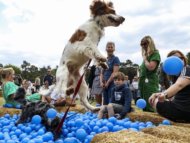 Dogs had a ball in the Pet Plan area. Photo: Kieran Cleeves, PA