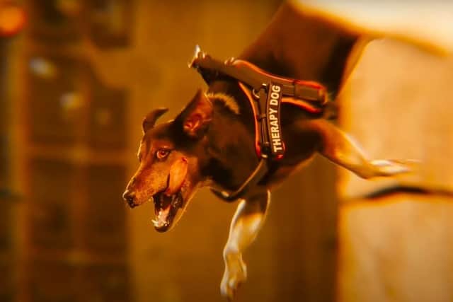 Kathleen's dog Rebel played a therapy dog in the 2023 film The Flash. Photo: still from the film, credit to Warner Bros. Pictures, DC Studios, Double Dream, and the Disco Factory.