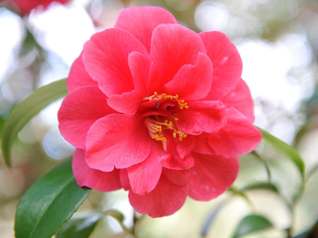 Spring blooms at Sheffield Park and Garden National Trust property