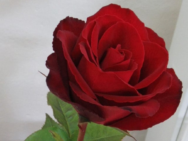 First prize winner in the red roses