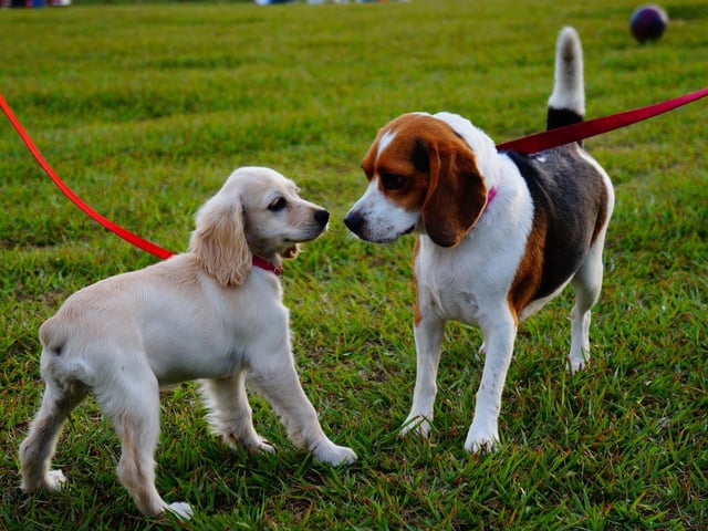 As long as your puppy is at least ten weeks old at its second vaccination, it will be safe to take him out seven days later. By then, he’ll be immune to distemper, hepatitis and parvovirus. Now’s the time to take him for walks in public places, to introduce car journeys and to attend puppy classes. Before then, keep him away from unknown dogs – and even where they walk.