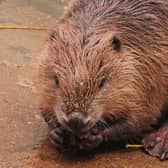 A beaver is being treated at an RSPCA wildlife centre in Sussex after getting into difficulty in the sea. Photo: RSPCA
