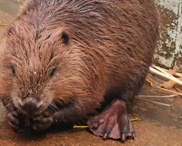 A beaver is being treated at an RSPCA wildlife centre in Sussex after getting into difficulty in the sea. Photo: RSPCA